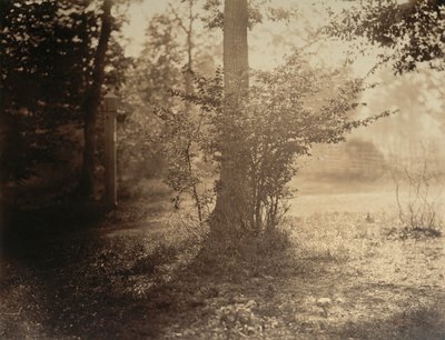 Estudo de Árvores, Floresta de Fontainebleau, ca. 1856. de Gustave Le Gray
