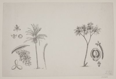 Folha botânica dos escritos de Schouw de H. C. Henneberg