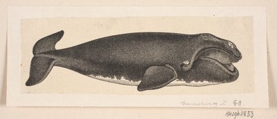 Uma baleia de H. C. Henneberg