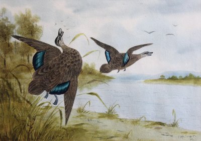 Patos pretos do Pacífico de H. H. Calvert