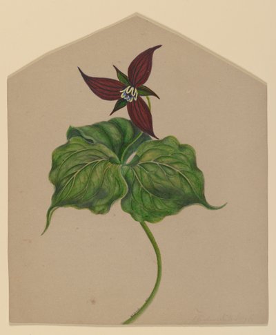Flor Vermelha de Borgonha de H. Lynde