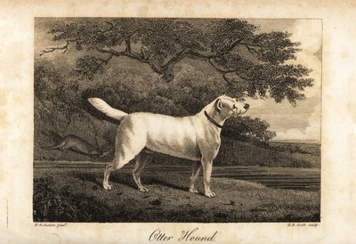 Retrato do último Otter Hound remanescente na Grã-Bretanha em 1812, de propriedade da Hon de H. R. Cook