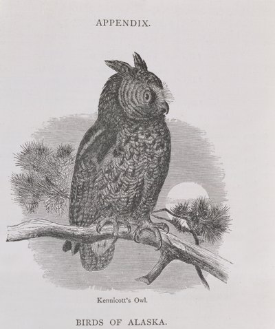 Coruja de Kennicotts, de Alaska e seus recursos, por William H. Dall, gravada por HH Nicholls, bar. 1870 de H. W., Elliot