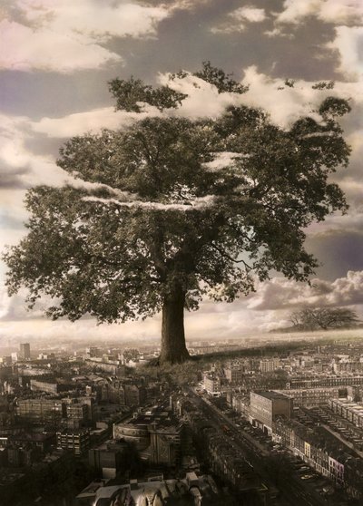 A árvore em Islington de Hag Hag
