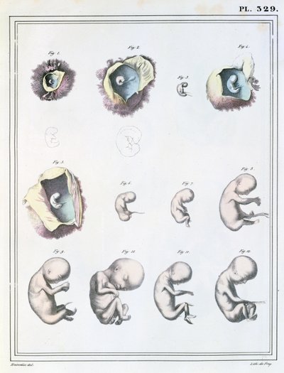 Diagrama mostrando os estágios do desenvolvimento embrionário, de &39;Manuel d&39;Anatomie Descritiva do Corpo Humain&39; por Jules Cloquet (1790-1883) gravada por de Frey, 1825 de Haincelin
