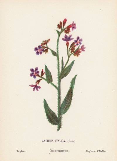 Flores silvestres da Terra Santa: Anchusa Italica, Retz; Bugloss (gravura a cores) de Hannah Zeller