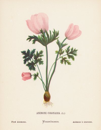 Flores silvestres da Terra Santa: Anémona Coronária; Anémona Rosa (gravura a cores) de Hannah Zeller