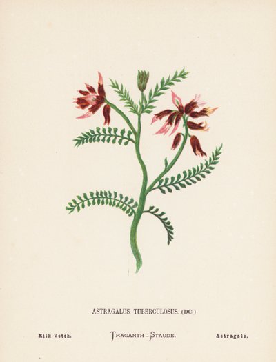 Flores silvestres da Terra Santa: Astragalus Tuberculosus; ervilhaca de leite (gravura a cores) de Hannah Zeller