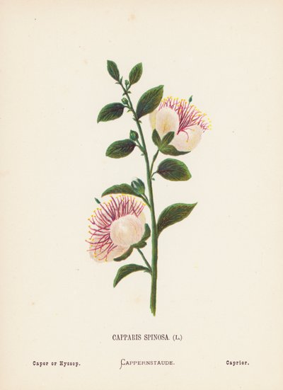Flores silvestres da Terra Santa: Capparis Spinosa; Cipreste ou Hissopo (gravura a cores) de Hannah Zeller