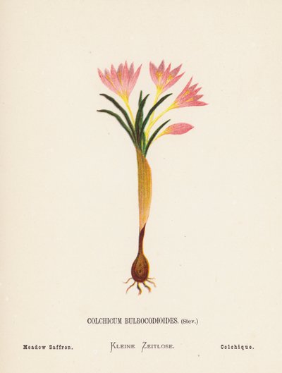 Flores silvestres da Terra Santa: Colchicum Bulbocodioides, Stev; Açafrão dos prados (gravura a cores) de Hannah Zeller