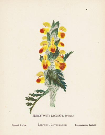 Flores silvestres da Terra Santa: Eremostachys Laciniata, Bunge; Espiga do deserto (gravura a cores) de Hannah Zeller