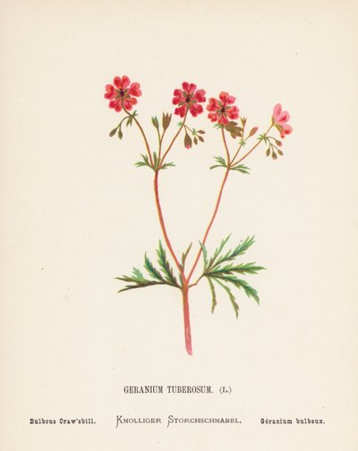 Flores silvestres da Terra Santa: Geranium Tuberosum; bico-de-palha bulboso (gravura a cores) de Hannah Zeller