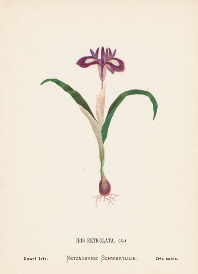 Flores silvestres da Terra Santa: Iris Reticulata; Íris anã (gravura a cores) de Hannah Zeller