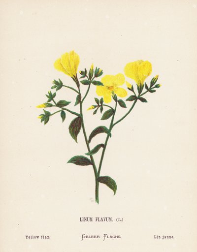 Flores silvestres da Terra Santa: Linum Flavum; linho amarelo (gravura a cores) de Hannah Zeller