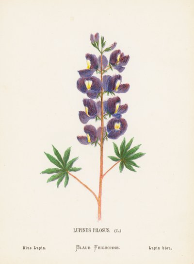 Flores silvestres da Terra Santa: Lupinus Pilosus; Tremoço Azul (gravura a cores) de Hannah Zeller