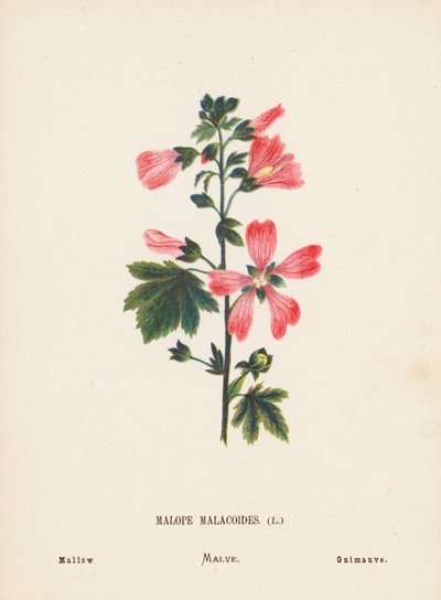 Flores silvestres da Terra Santa: Malope Malacoides; Malva (gravura a cores) de Hannah Zeller