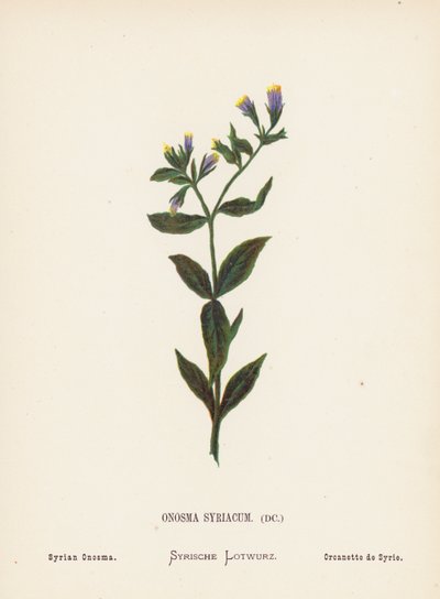 Flores silvestres da Terra Santa: Onosma Syriacum; Onosma síria (gravura a cores) de Hannah Zeller
