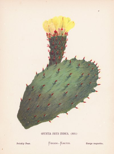 Flores silvestres da Terra Santa: Opuntia Ficus Indica, Mill; pera espinhosa (gravura a cores) de Hannah Zeller