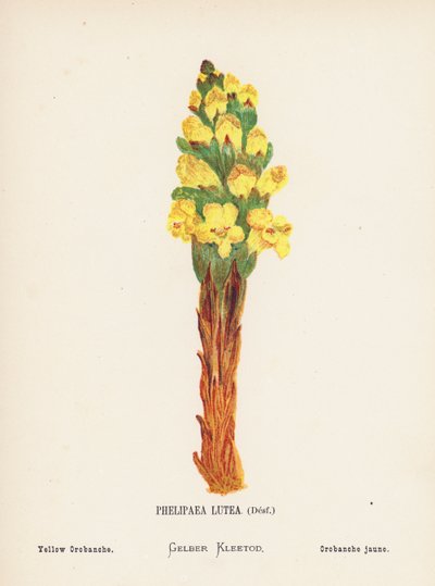 Flores silvestres da Terra Santa: Phelipaea Lutea, Desf; Orobanche amarela (gravura a cores) de Hannah Zeller