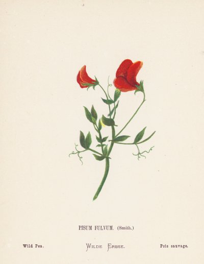 Flores silvestres da Terra Santa: Pisum Fulvum, Smith; Ervilha-de-são-joão (gravura colorida) de Hannah Zeller