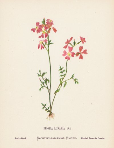 Flores silvestres da Terra Santa: Ricotia Lunaria; Rocha-stock (gravura colorida) de Hannah Zeller