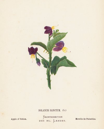 Flores silvestres da Terra Santa: Solanum Sanctum; Maçã de Sodoma (gravura a cores) de Hannah Zeller