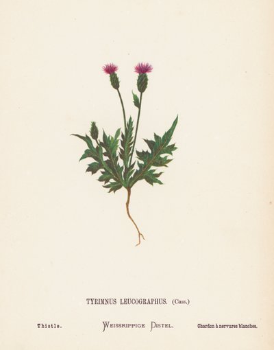 Flores silvestres da Terra Santa: Tyrimnus Leucographus, Cass; Cardo (gravura a cores) de Hannah Zeller