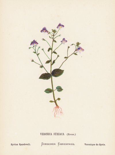 Flores silvestres da Terra Santa: Veronica Syriaca, Roem; Verónica da Síria (gravura a cores) de Hannah Zeller