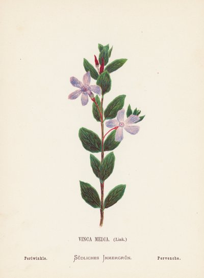 Flores silvestres da Terra Santa: Vinca Media, Link; Pervinca (gravura a cores) de Hannah Zeller