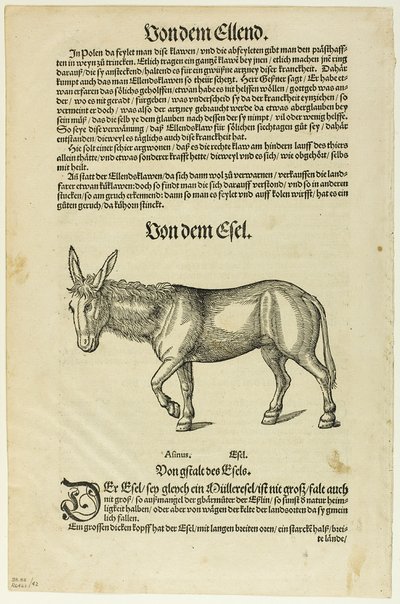 Ilustração de "Thierbuch", placa 42 de Gravuras de Livros do Século XVI de Hans Asper