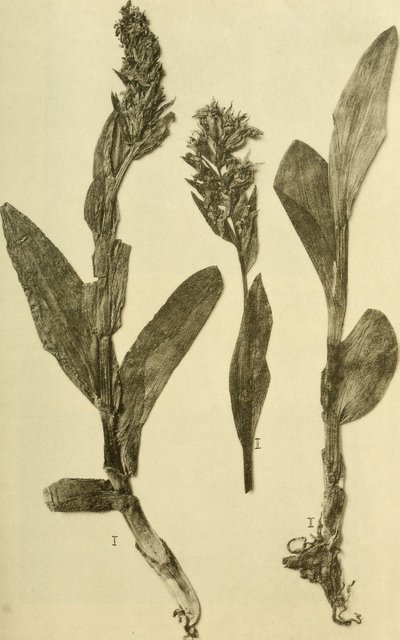 Anais do K.K. Museu do Tribunal de História Natural (1914) (18196503932) de Hans Fleischmann