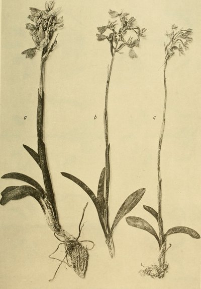 Anais do K.K. Museu do Tribunal de História Natural (1914) (18201357971) de Hans Fleischmann
