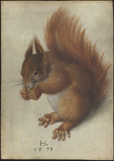 Esquilo vermelho de Hans Hoffmann