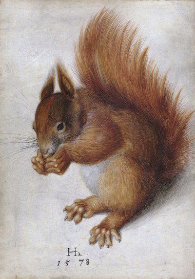 Esquilo vermelho de Hans Hoffmann