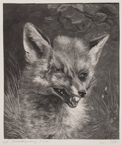 Cabeça de uma raposa de Hans Peter Hansen