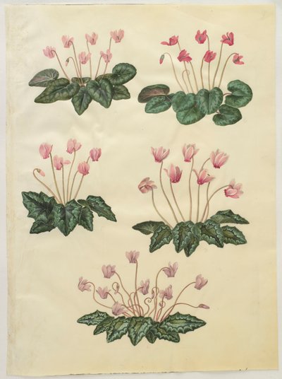 Cyclamen purprascens do álbum Gottorfer Codex, c.1650 (guache no pergaminho) de Hans Simon Holtzbecher