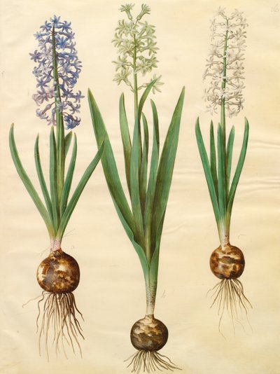 Hyacinthoides orientalis do álbum Gottorfer Codex, c.1650 (guache no pergaminho) de Hans Simon Holtzbecher