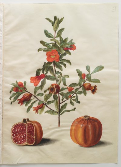 Punica granatum do álbum Gottorfer Codex, c.1650 (guache no pergaminho) de Hans Simon Holtzbecher