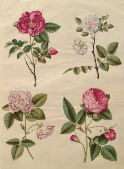 Rosa gallica do álbum Gottorfer Codex, c.1650 (guache no pergaminho) de Hans Simon Holtzbecher