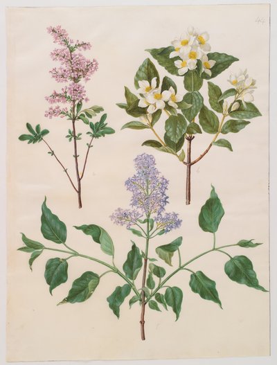 Syringa persica, philadelphus coronarius e syringa vulgaris do álbum Gottorfer Codex, c.1650 (guache em pergaminho) de Hans Simon Holtzbecher