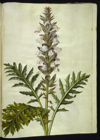 Acanthus hungaricus (hungarsk akantus) de Hans Simon Holtzbecker
