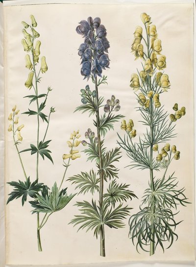 Aconitum lycoctonum (nordisk stormhat); Napellus de acônito (chapéu de tempestade Ægte); Acônito anthora (finbladet stormhat) de Hans Simon Holtzbecker