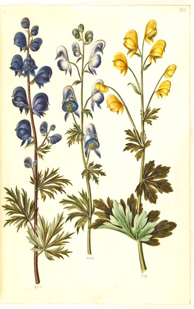 Napellus de acônito (?) (Ægte stormhat); Acônito variegado, evt. Aconitum ×cammarum (?) (broget stormhat, evt. have-stormhat); Acônito anthora (finbladet stormhat) de Hans Simon Holtzbecker