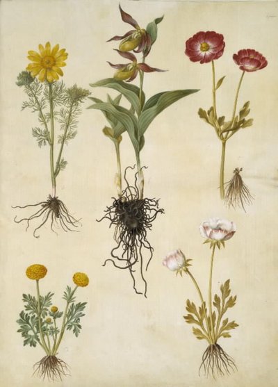 Vernal Adonis (vår-adonis); Cypripedium calceolus (stor fruesko); ranúnculo asiático (have-ranunkel); Buttercup (arte de ranunkel) de Hans Simon Holtzbecker