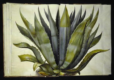 Agave americana (agave comum) de Hans Simon Holtzbecker