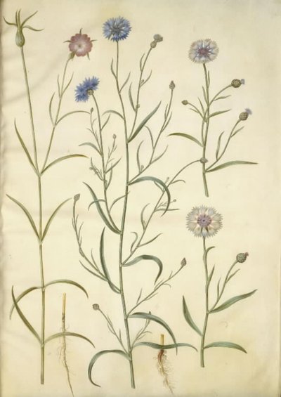 Agrostemma githago (rocha comum); Centaurea cyanus (centáurea) de Hans Simon Holtzbecker