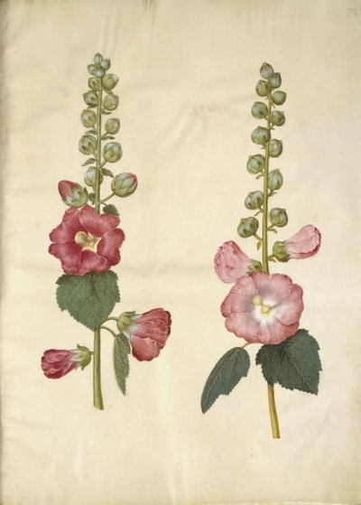 Alcea rosea (ter-stokrose) de Hans Simon Holtzbecker