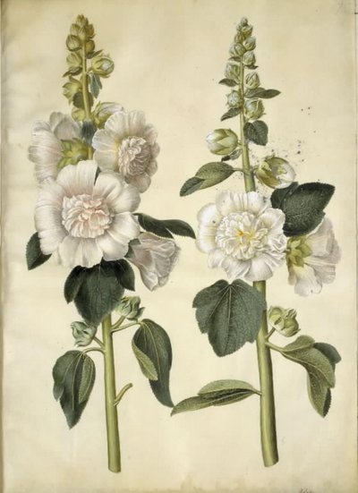 Alcea rosea (ter-stokrose) de Hans Simon Holtzbecker