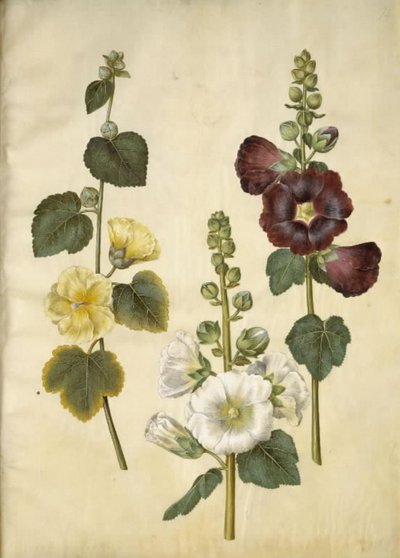 Alcea rosea (ter-stokrose) de Hans Simon Holtzbecker