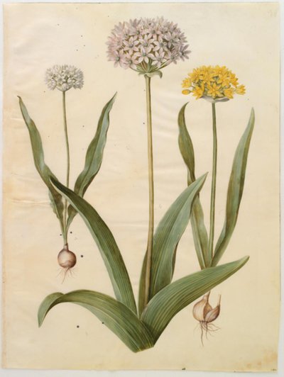 Allium moly (cebola dourada); Allium nigrum (cebola preta) de Hans Simon Holtzbecker